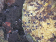 Gerromorpha