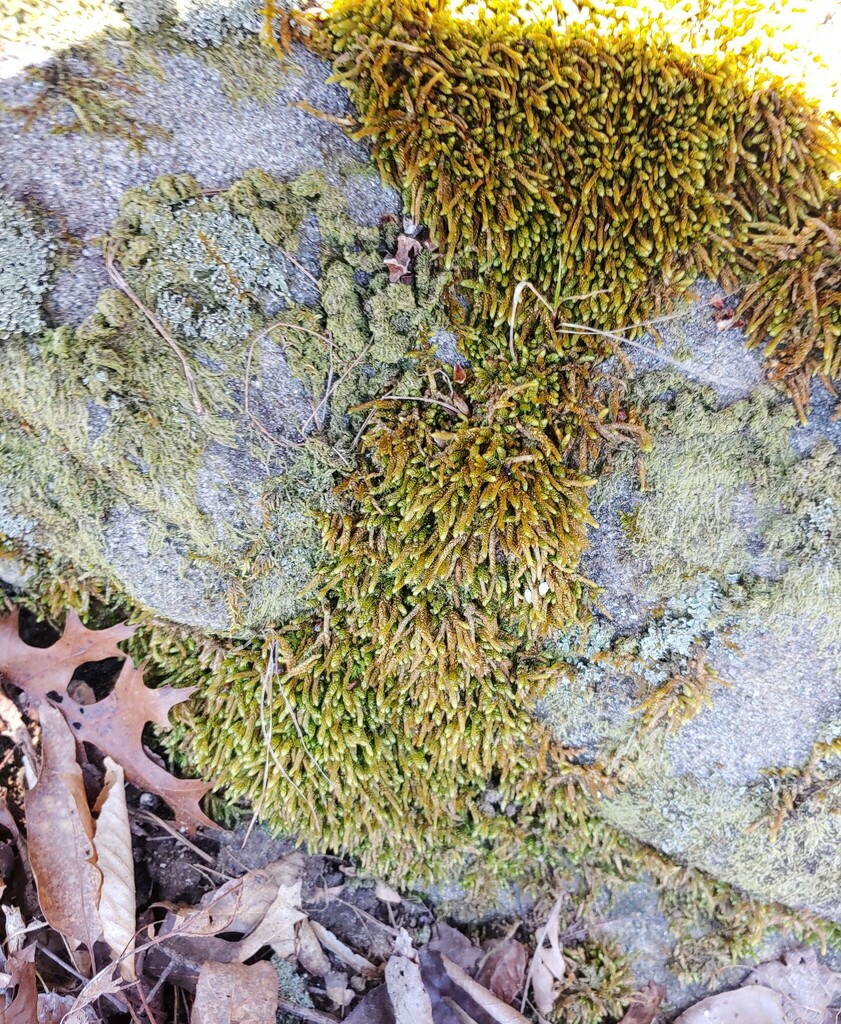 spoon-leaved moss from Dekalb County, GA, USA on March 28, 2024 at 12: ...