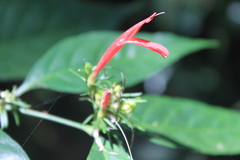 Justicia brasiliana