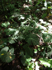 Philodendron gloriosum