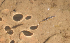Aquarius conformis
