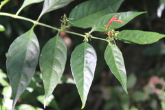 Justicia brasiliana