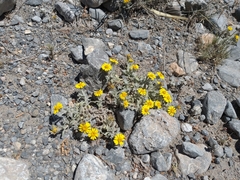 Thymophylla micropoides