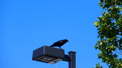 Corvus brachyrhynchos