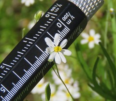 Chaetopappa asteroides