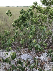 Ficus citrifolia