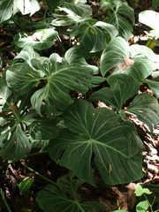 Philodendron gloriosum