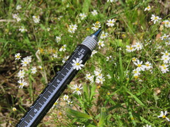 Chaetopappa asteroides