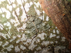 Pseudocoremia indistincta