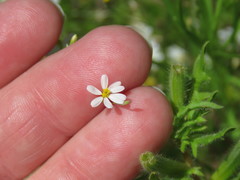 Chaetopappa asteroides