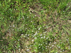 Chaetopappa asteroides