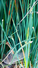Juncus