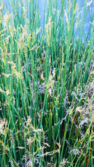 Juncus