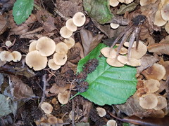 Naucoria escharioides