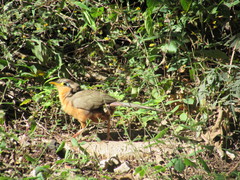 Morococcyx erythropygus