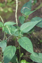 Acalypha gracilis