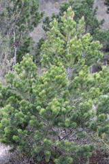 Pinus cembroides