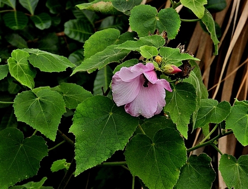 Hibiscus furcellatus Desr.