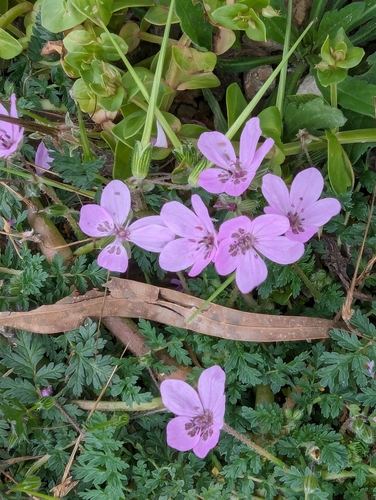 Image of Erodium maculatum by no rights reserved