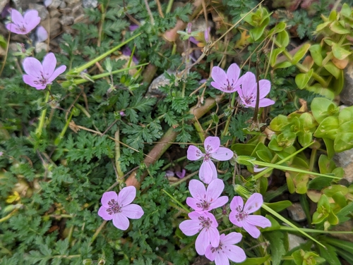Image of Erodium maculatum by no rights reserved
