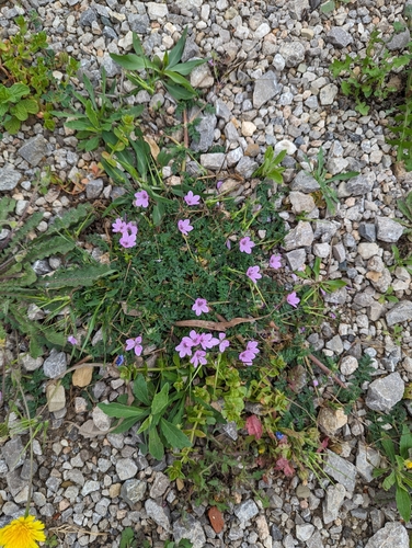Image of Erodium maculatum by no rights reserved