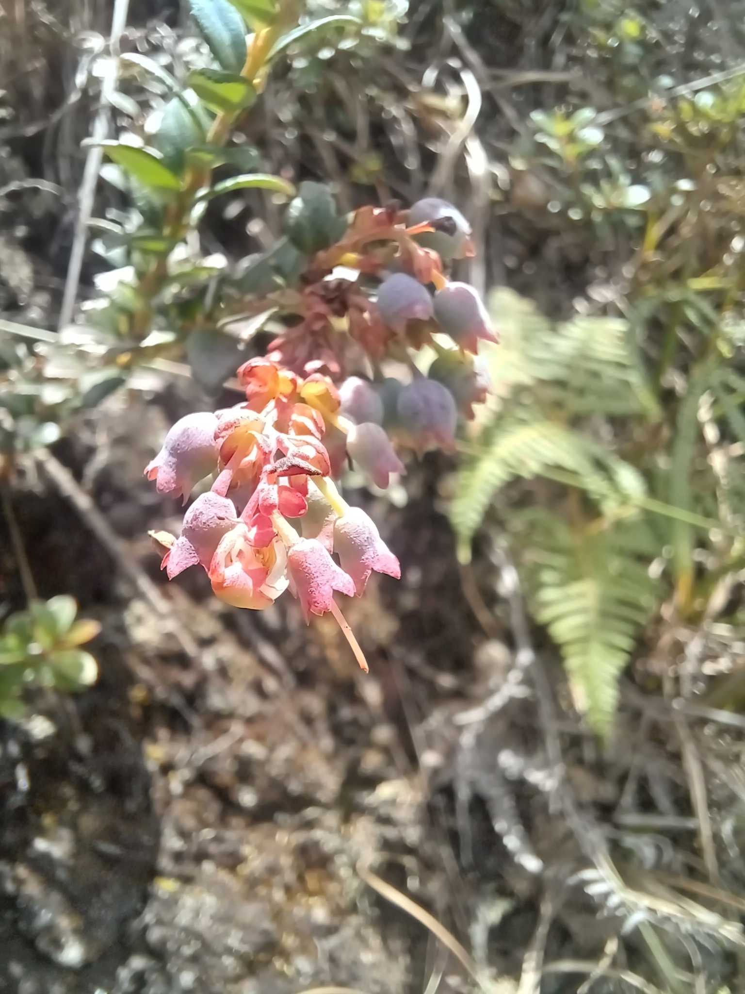 Vaccinium floribundum image