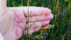 Juncus