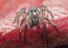 Arctosa personata