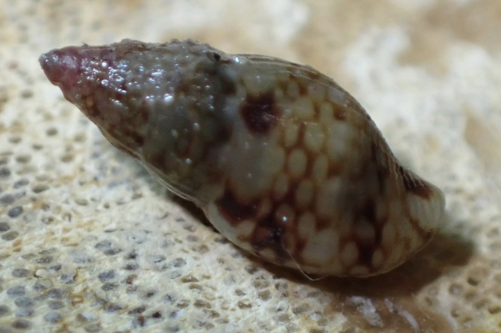 Anachis gracilis
