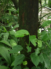 Philodendron heleniae