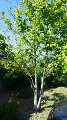 Platanus occidentalis