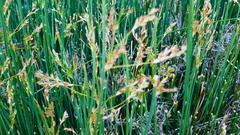 Juncus
