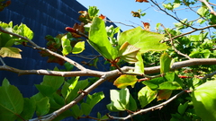 Platanus occidentalis