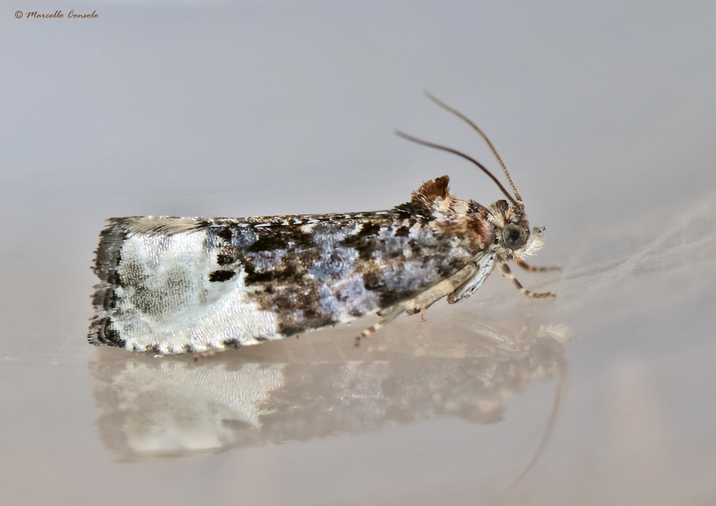 Hedya Moths