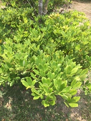 Machilus obovatifolia