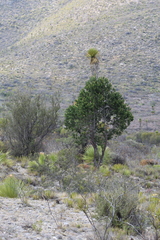 Pinus cembroides