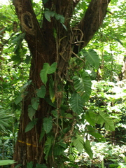Philodendron sagittifolium