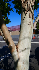 Platanus occidentalis