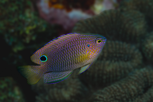 Ocellate damselfish (Pomacentrus vaiuli) — Pomacentridae — 4
