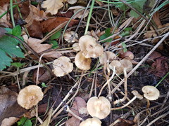 Pholiota subflammans