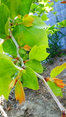 Platanus occidentalis