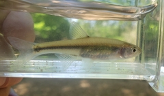 Lythrurus umbratilis