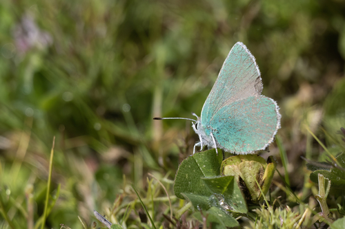 Coastal Green Hairstreak photo 4