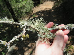 Ramalina stenospora