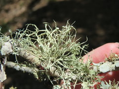 Ramalina stenospora