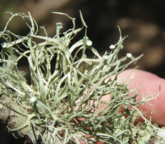 Ramalina stenospora