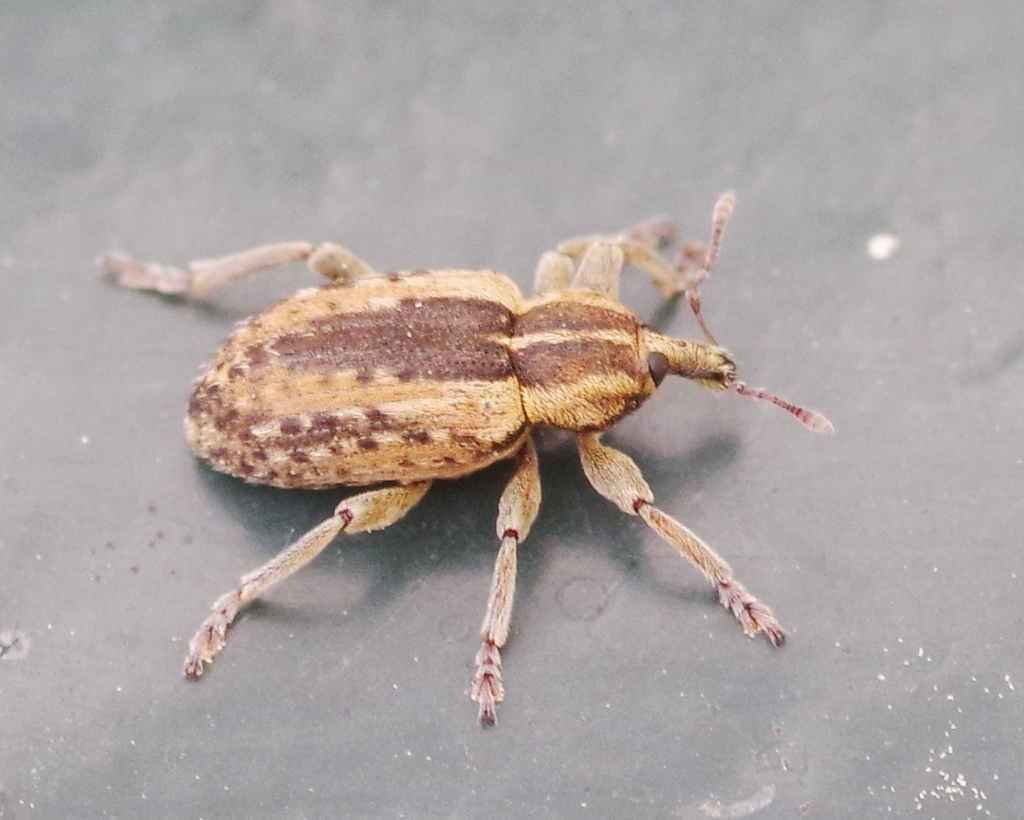 Hypera