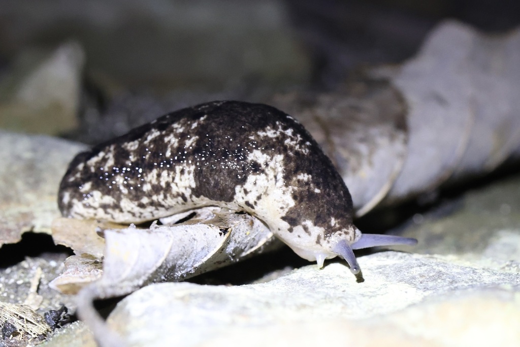Alabama mantleslug