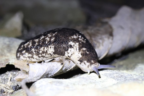 Alabama mantleslug