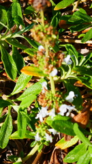 Salvia mellifera